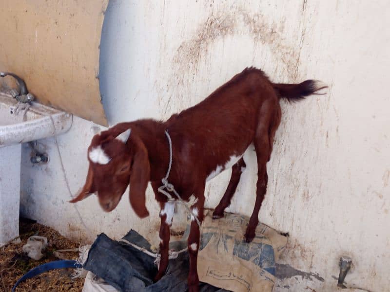 Bakri 10