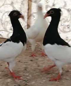 white Danish, sentient breeder pair and others, sab ki price different