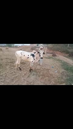 bulll