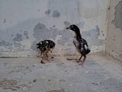 Aseel shamo chicks