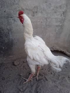 aseel