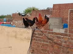 Golden Misri 4Hens and 1 Rooster