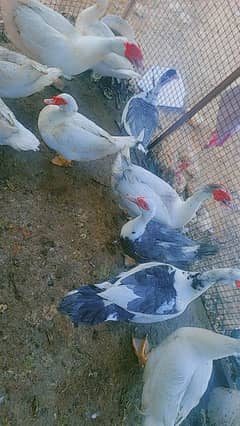 Russian's Ducks