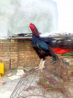 aseel murga