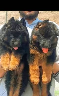 German shepherd triple code pair 2 month for sale