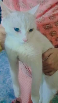 Russian white cat