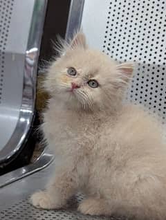 Persian Kittens Male/Female