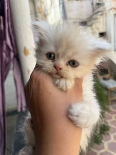 Persian Cats