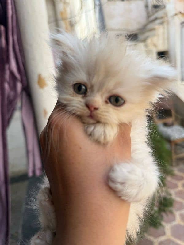 Persian Cats 0