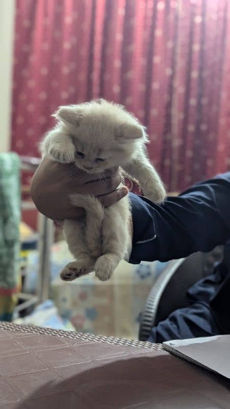 Persian Cats 1