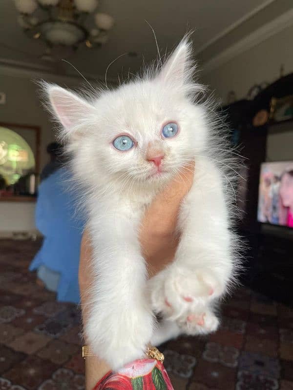 Persian Cats 2