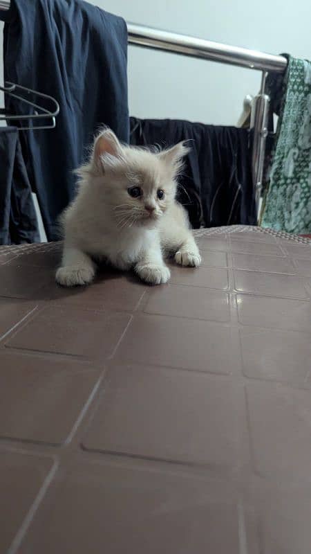 Persian Cats 6