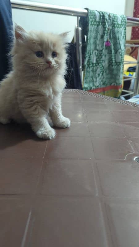 Persian Cats 7