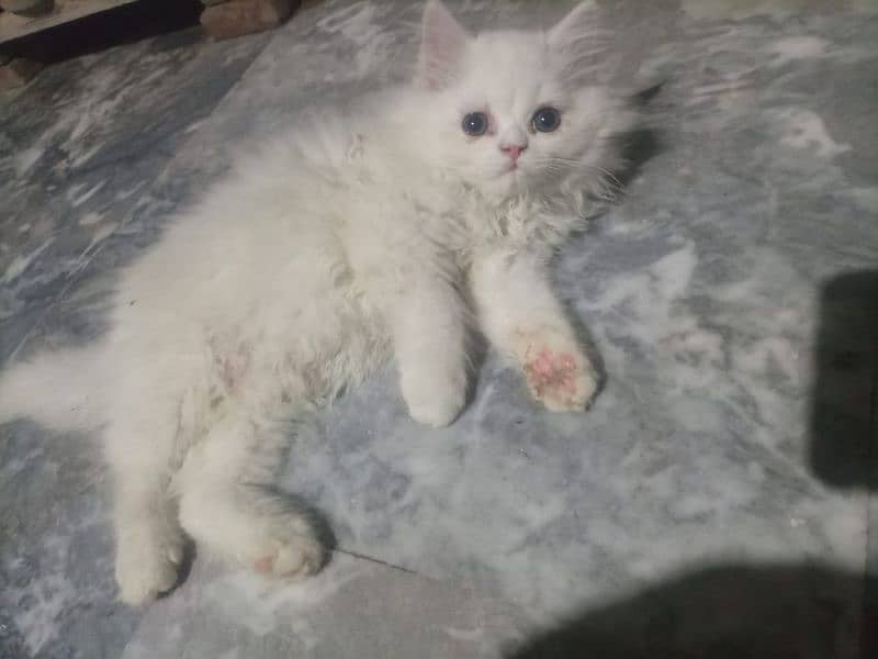 Persian Cats 8