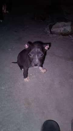 pitbull female