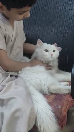 Persian