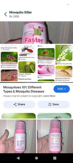 mosquito