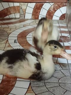 ducks for sale pair