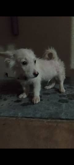 active puppy dog number 03013805209