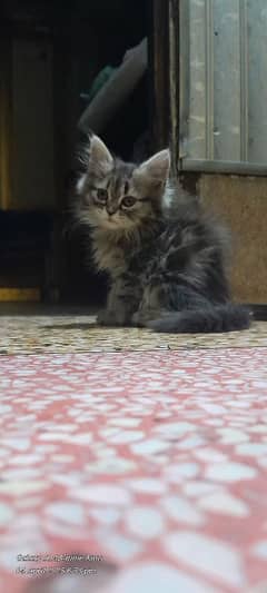 PERSIAN KITTENS