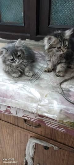 PERSIAN KITTENS