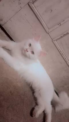 Hand made cate