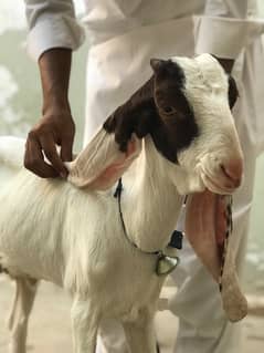 dumba or bakra