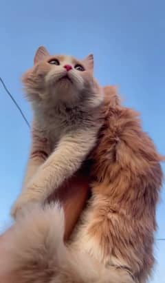 Persian