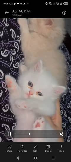 Percian kitten