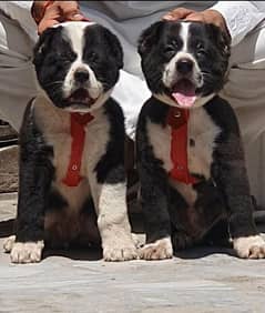 ALABAI PAIR FOR SALE SECURITY DOGS