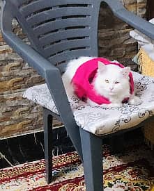 persian white femal cat