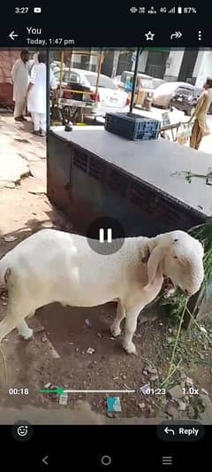 dumba