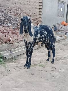 qurbani