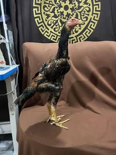 full king size pour shamo male available onli sell no exchange