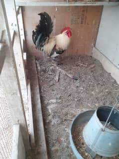 misri breed