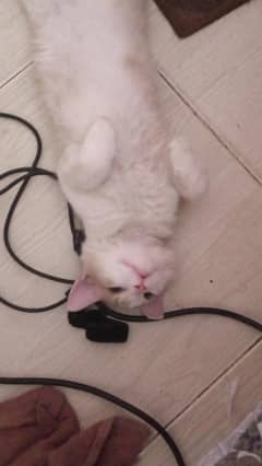 Persian Cat