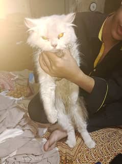 Persian cat
