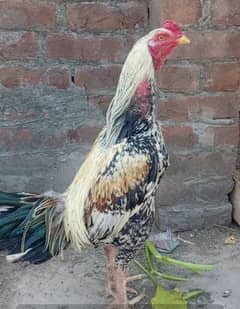 Aseel breed full active and healthy.