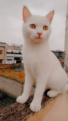 Free Cats Available with Kittens