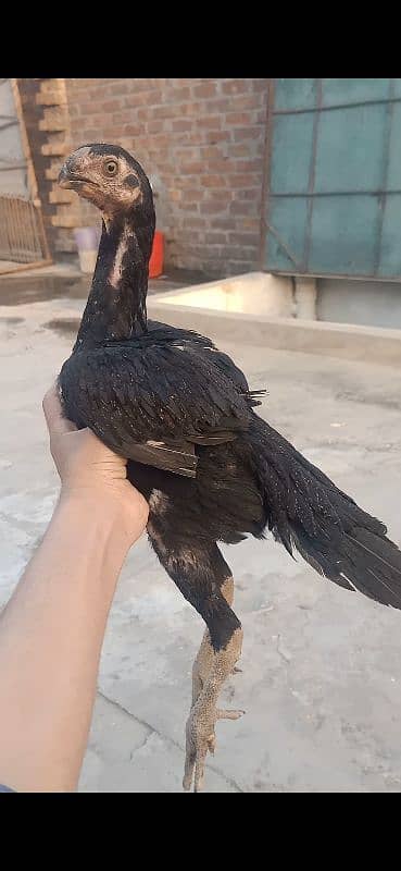 Pure Indian Parrot beak Long Tempered tail linage Black Queen Female. 0