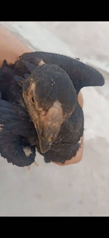 Pure Indian Parrot beak Long Tempered tail linage Black Queen Female. 3
