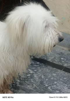 Shitzu male dog