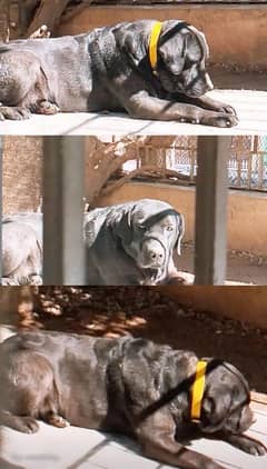 Urgent Sale British Labrador Female