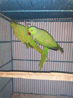 breeder piar