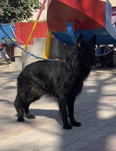 black shepherd long coat Breedr male