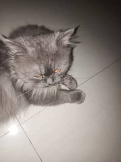 Persiam male cat