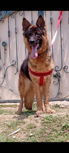 Belgium Shepherd female 10 months for sale