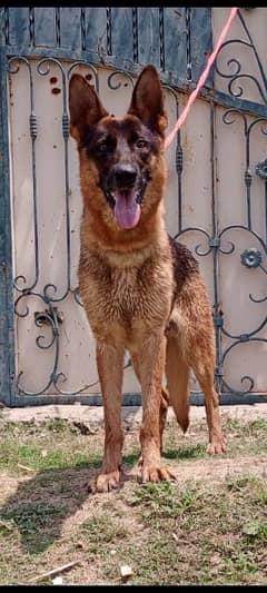 Alsatian female 10 months for sale