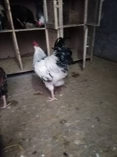 Australorp & Sussex