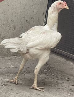 Heera